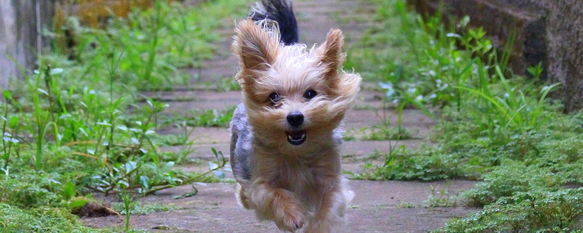 Happy healthy dog