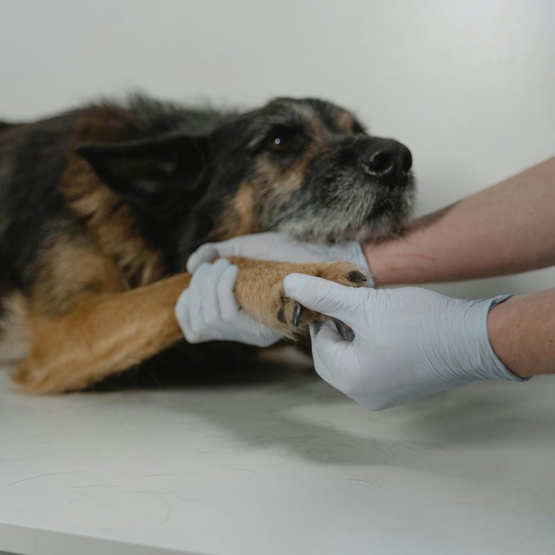 Skin & coat nutrition